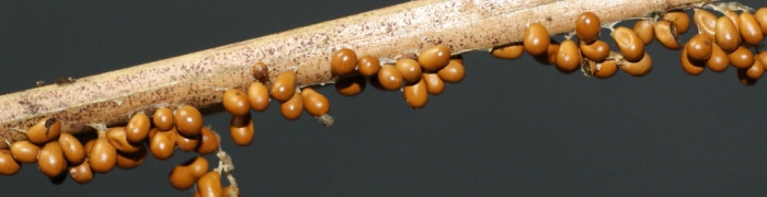 leocarpusfragilis.jpg