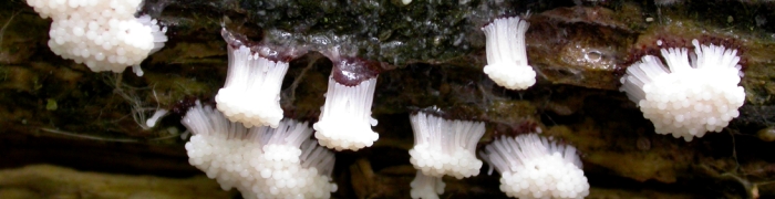Stemonitisaxifera.jpg