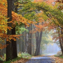 Forêt du Gâvres