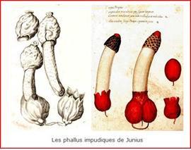 Phallus impudicus